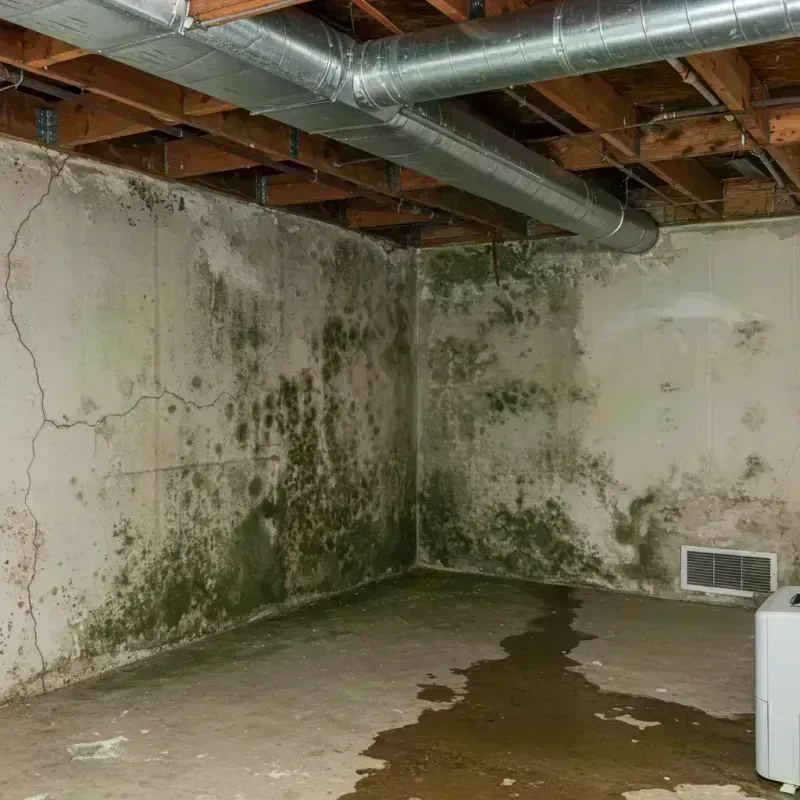 Professional Mold Removal in Logan, WV